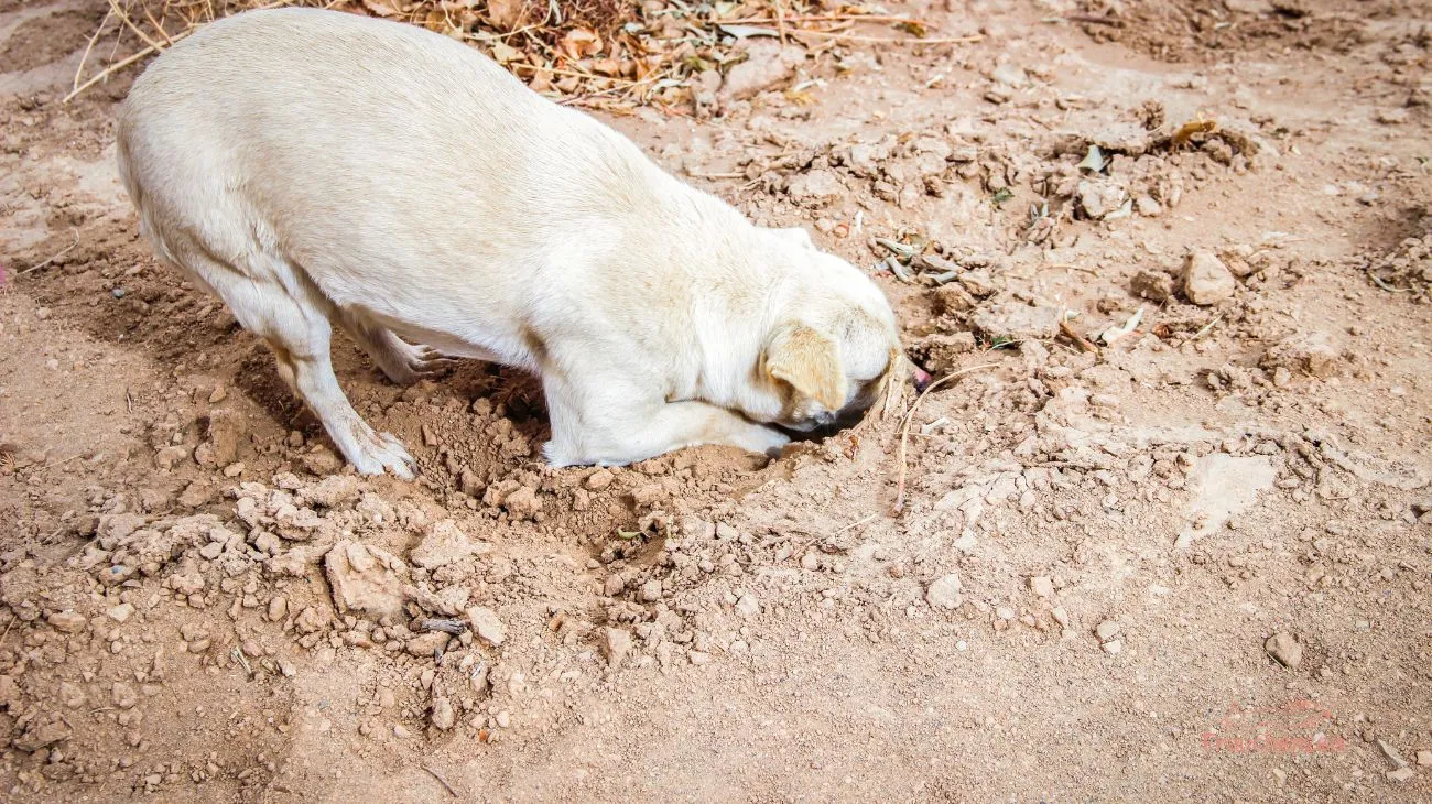 Hund frisst erde
