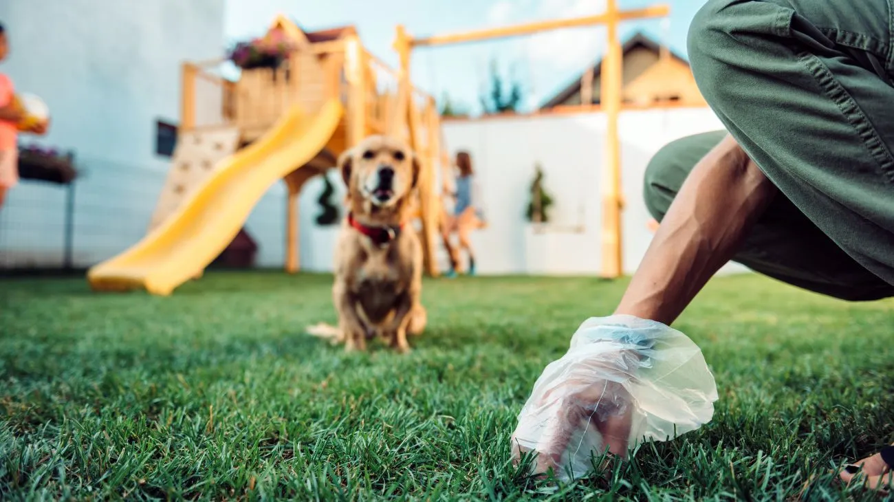 Grüner Stuhlgang beim Hund