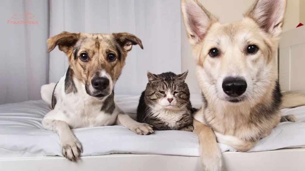 Knochenbrühe für Hunde Rezept