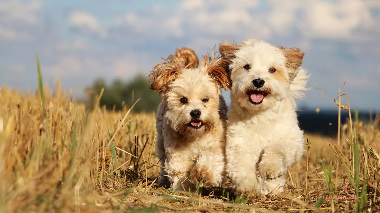 Probiotika für Hunde