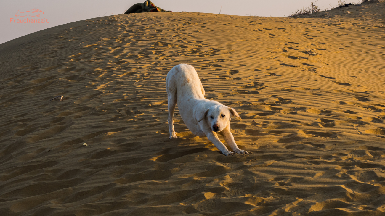 Was machen wenn Hund Blähungen hat
