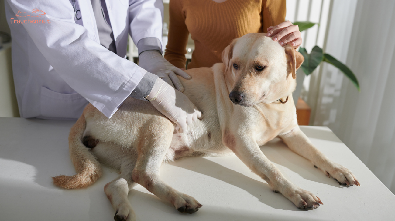 Kräuterbuttermilch für Hunde bei Giardien