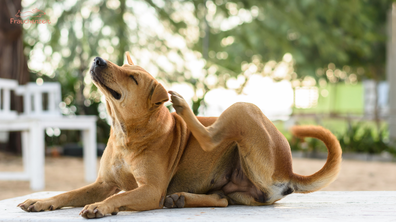 Hund Allergie Symptome