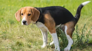 Giardien beim Hund