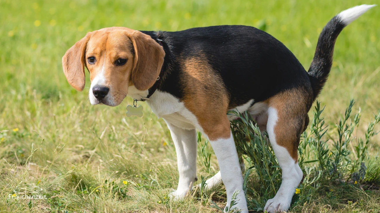 Giardien beim Hund