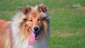 Hund bei Hitze