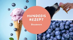 hundeeis Rezept Blaubeere